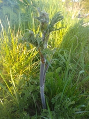 Heracleum sphondylium