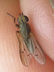 Pherbellia cinerella