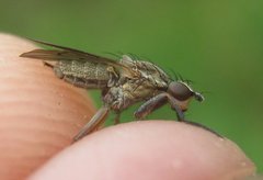 Pherbellia cinerella