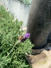 Apis mellifera