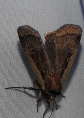 Parabagrotis formalis