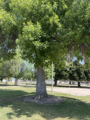 Quercus