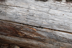 Camponotus laevissimus