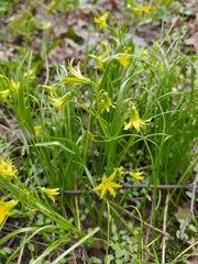 Gagea minima