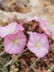 Convolvulus cantabrica