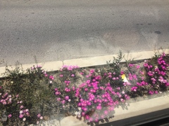 Lampranthus spectabilis