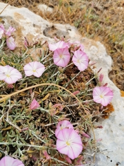Convolvulus cantabrica