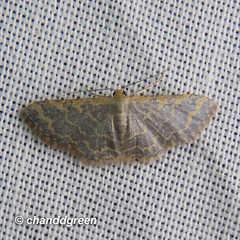 Idaea costiguttata