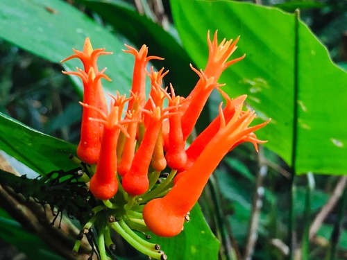 Gurania tubulosa