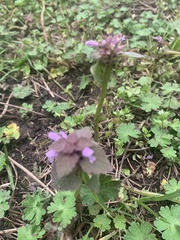 Lamium purpureum