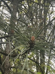 Pinus nigra