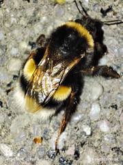 Bombus cryptarum