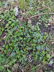 Viola odorata