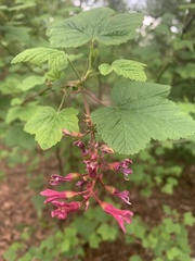 Ribes sanguineum