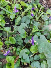 Viola odorata