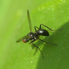 Nemopoda