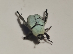 Hoplia chlorophana