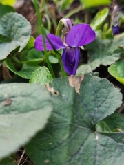 Viola odorata