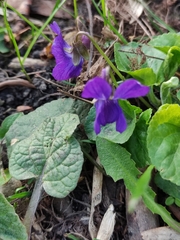 Viola odorata