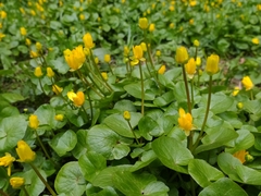Ficaria verna