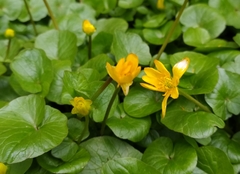 Ficaria verna