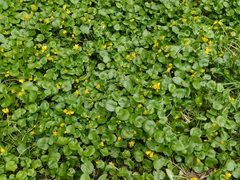 Ficaria verna