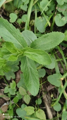 Hylotelephium maximum maximum