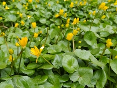 Ficaria verna