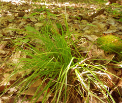 Carex deweyana