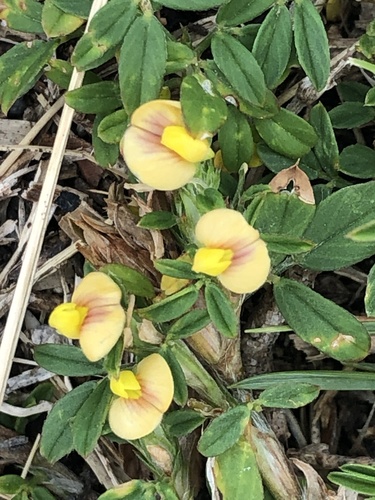 Stylosanthes hamata