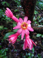 Passiflora amoena