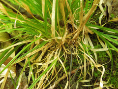 Carex deweyana