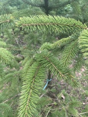 Picea sitchensis