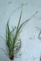 Carex deweyana