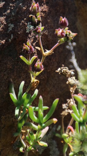 Image of Delosperma ornatulum by (c) Tony Rebelo, some rights reserved (CC BY-SA)