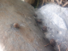 Triodopsis tridentata