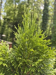 Chamaecyparis obtusa