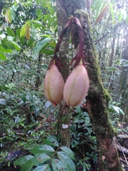 Passiflora amoena