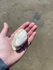 Mya arenaria