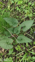 Phlomoides tuberosa