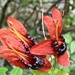 Ruttya fruticosa - Photo (c) Val Marsh,  זכויות יוצרים חלקיות (CC BY-NC), הועלה על ידי Val Marsh