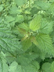 Urtica dioica