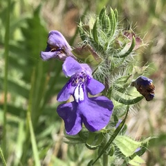 Salvia texana