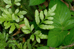 Pteris ensiformis