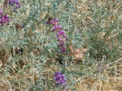 Astragalus magdalenae