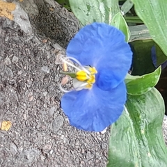Commelina erecta