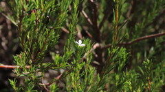 Coleonema pulchellum