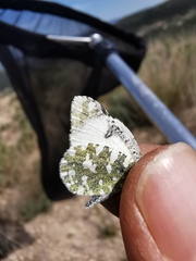 Euchloe tagis