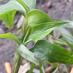 Commelina erecta