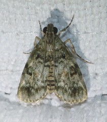 Stericta chlorophoena